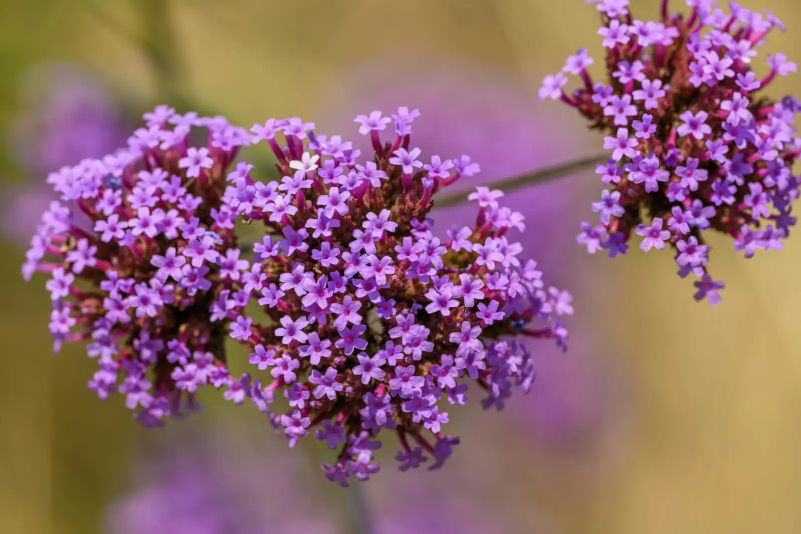 柳叶马鞭草 (Verbena bonariensis) — 主图