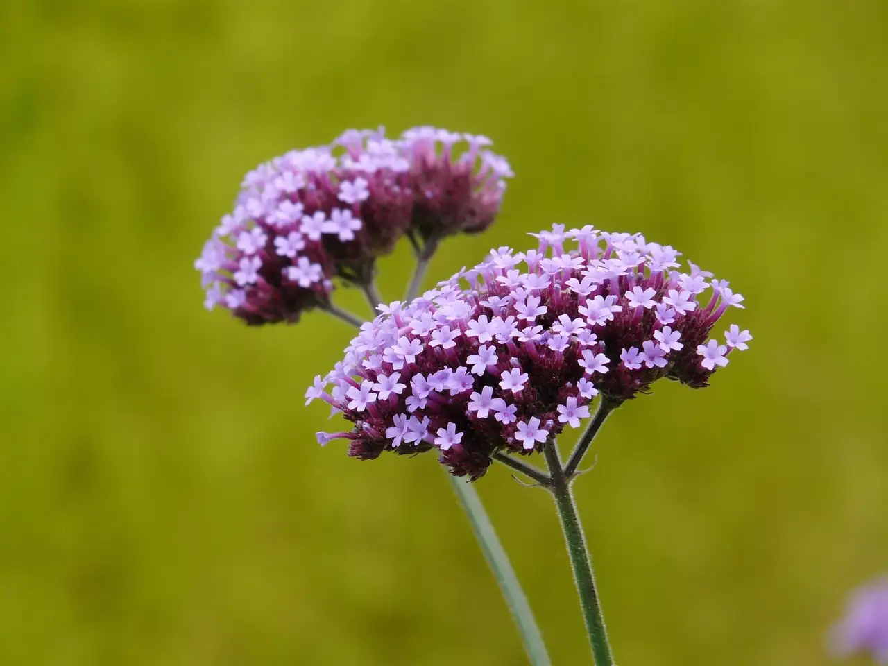 柳叶马鞭草 (Verbena bonariensis) — 细节