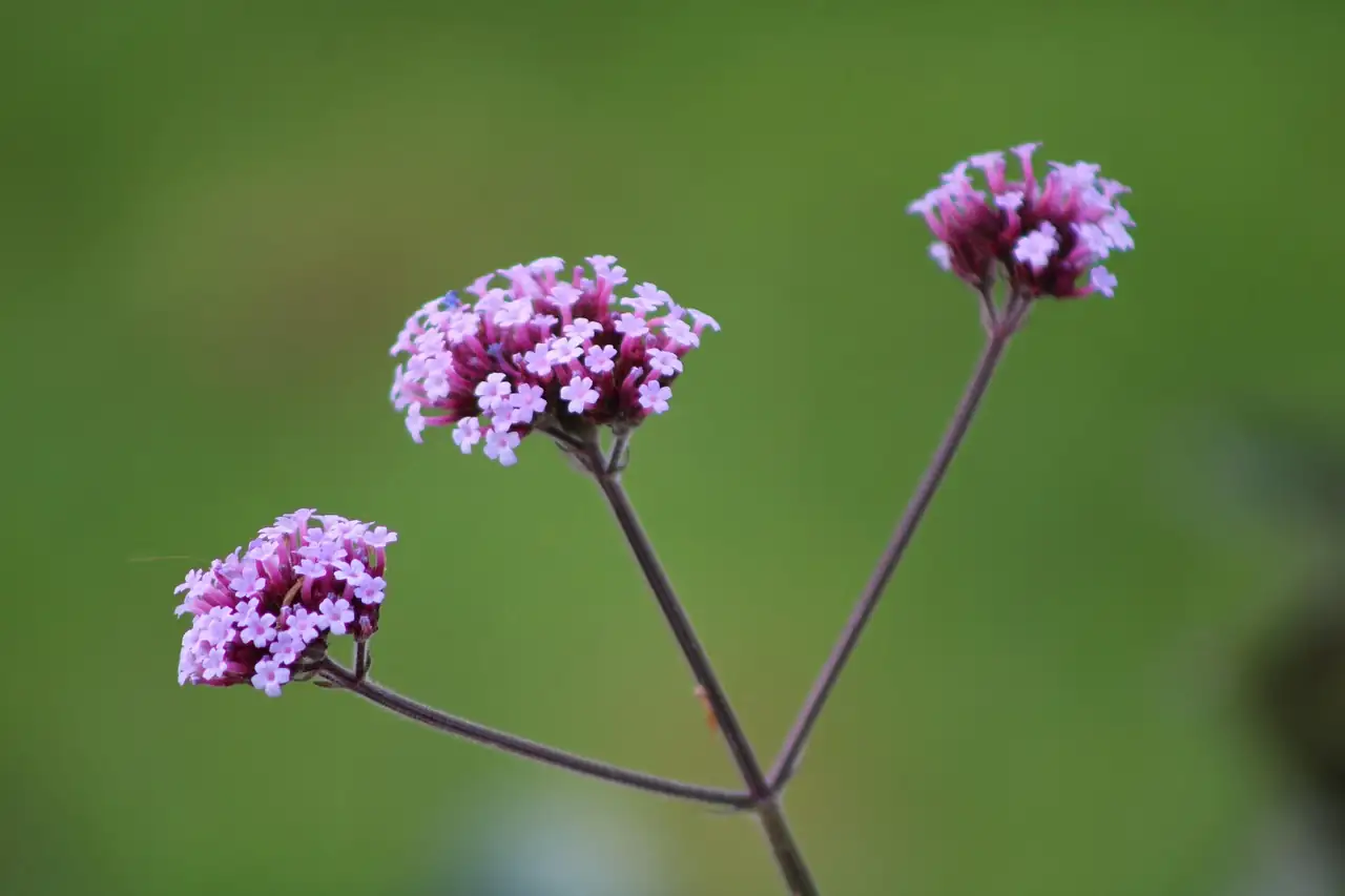 柳叶马鞭草 (Verbena bonariensis) — 特写