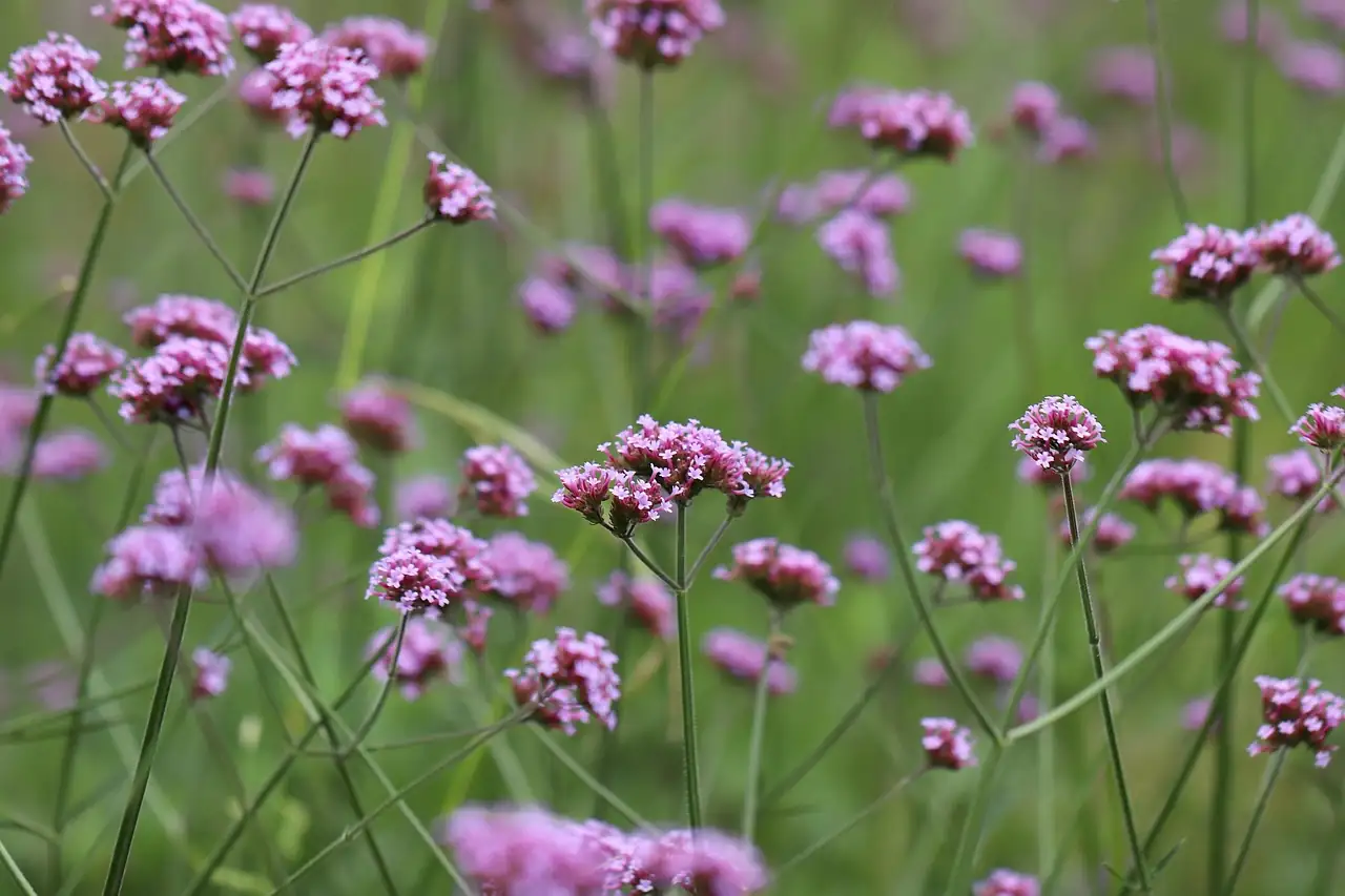 柳叶马鞭草 (Verbena bonariensis) — 环境展示