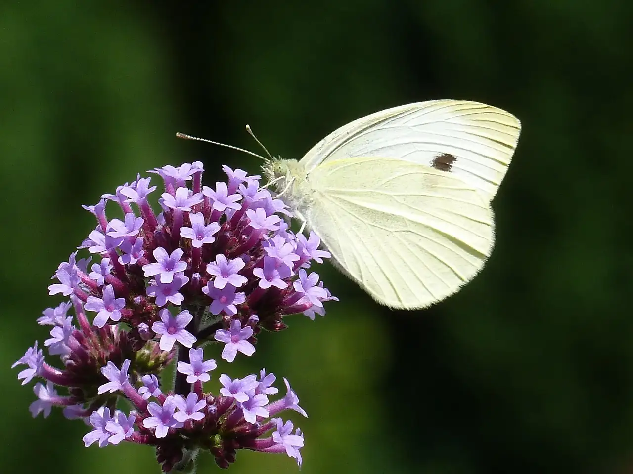 柳叶马鞭草 (Verbena bonariensis) — 更多视角