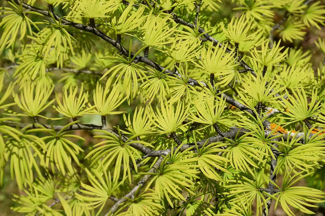 金钱松 (Pseudolarix amabilis) — 环境展示