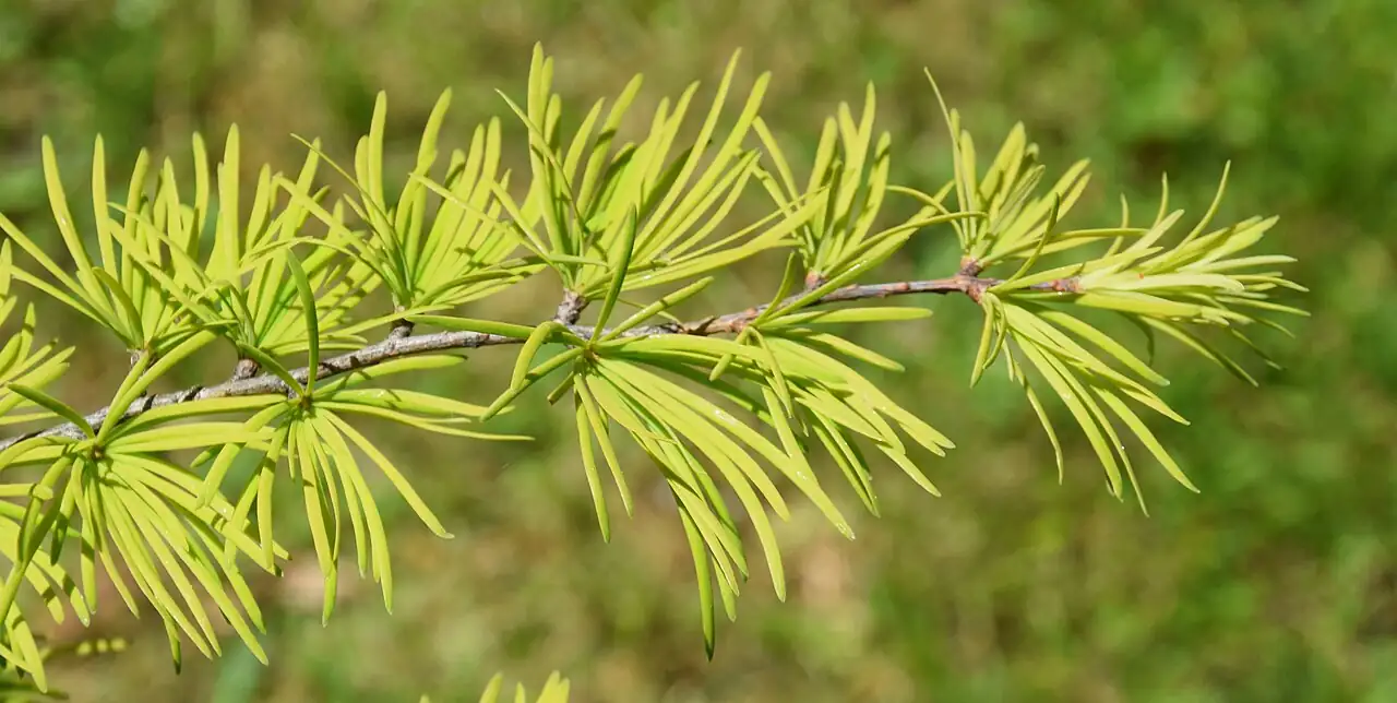 金钱松 (Pseudolarix amabilis) — 更多视角