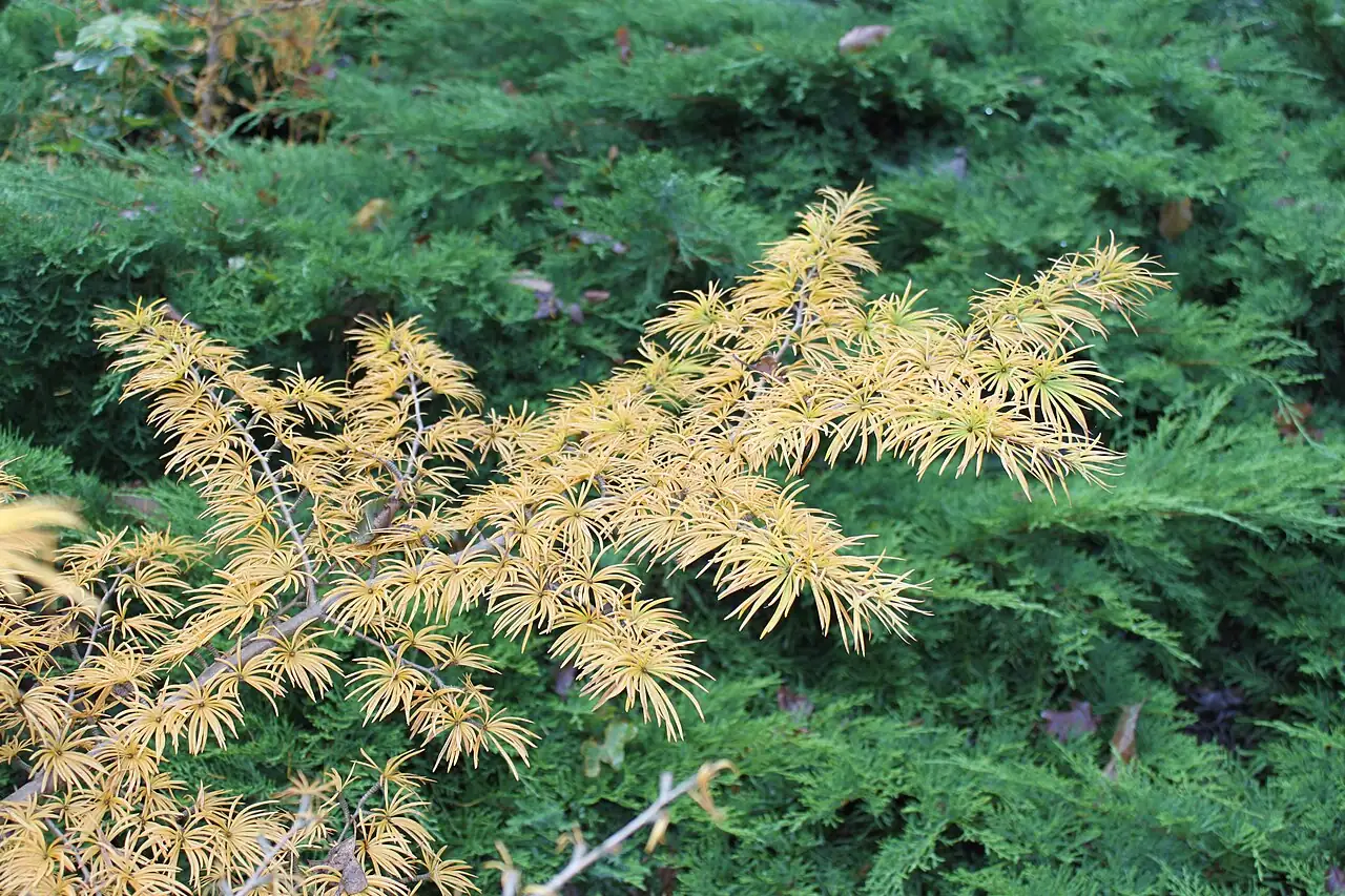 金钱松 (Pseudolarix amabilis) — 更多视角