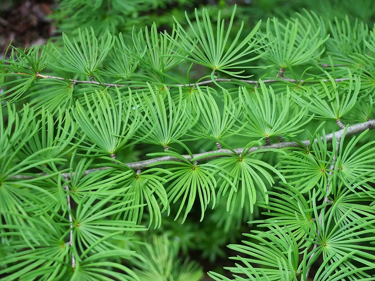 金钱松 (Pseudolarix amabilis) — 细节