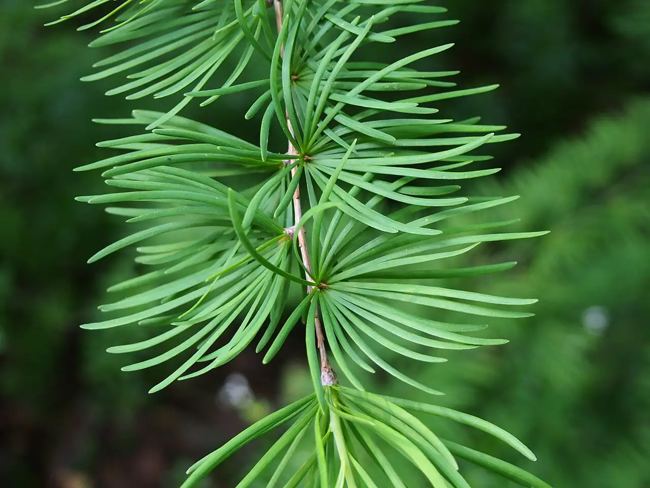 金钱松 (Pseudolarix amabilis) — 特写