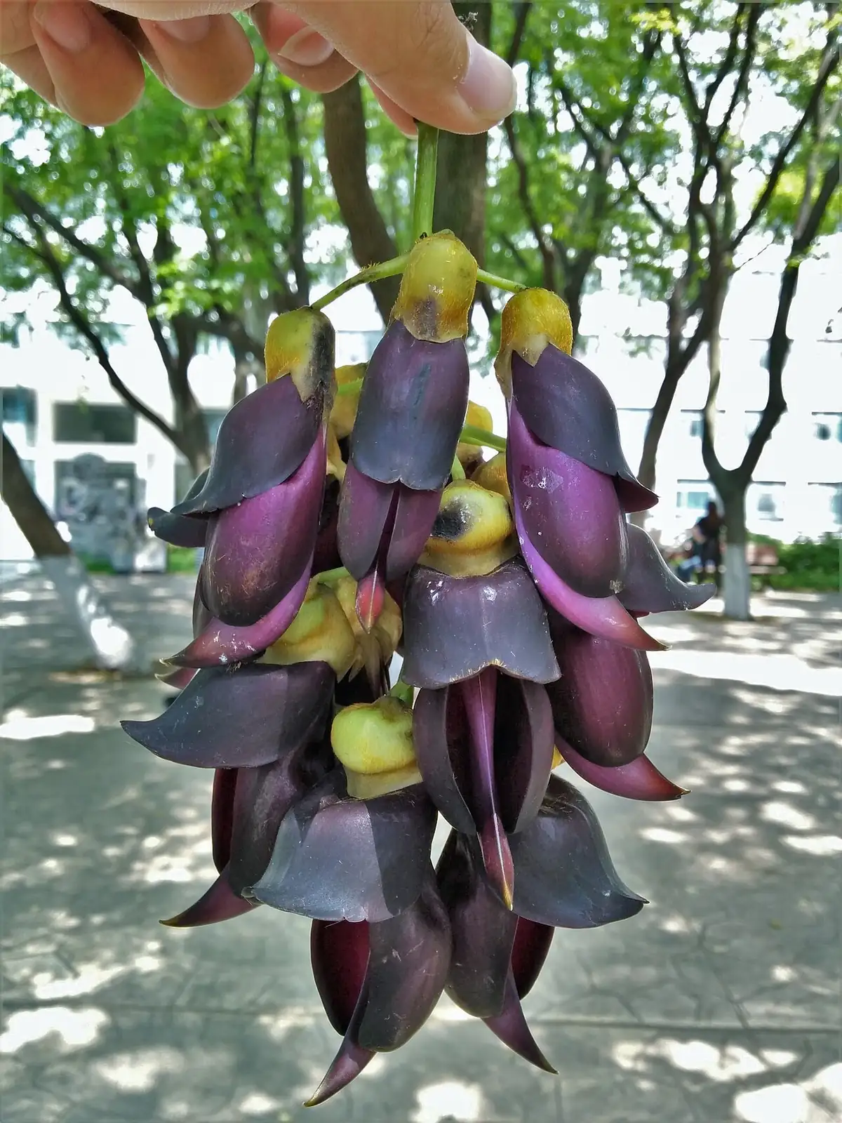 常春油麻藤 (Mucuna sempervirens) — 环境展示