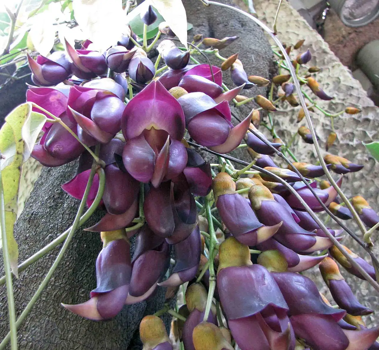 常春油麻藤 (Mucuna sempervirens) — 更多视角