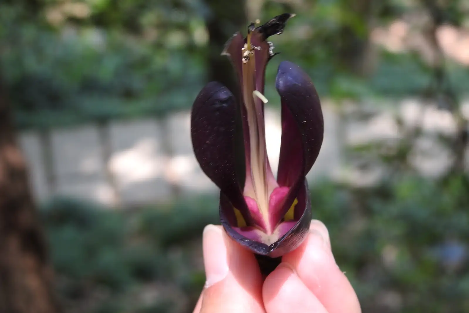 常春油麻藤 (Mucuna sempervirens) — 更多视角
