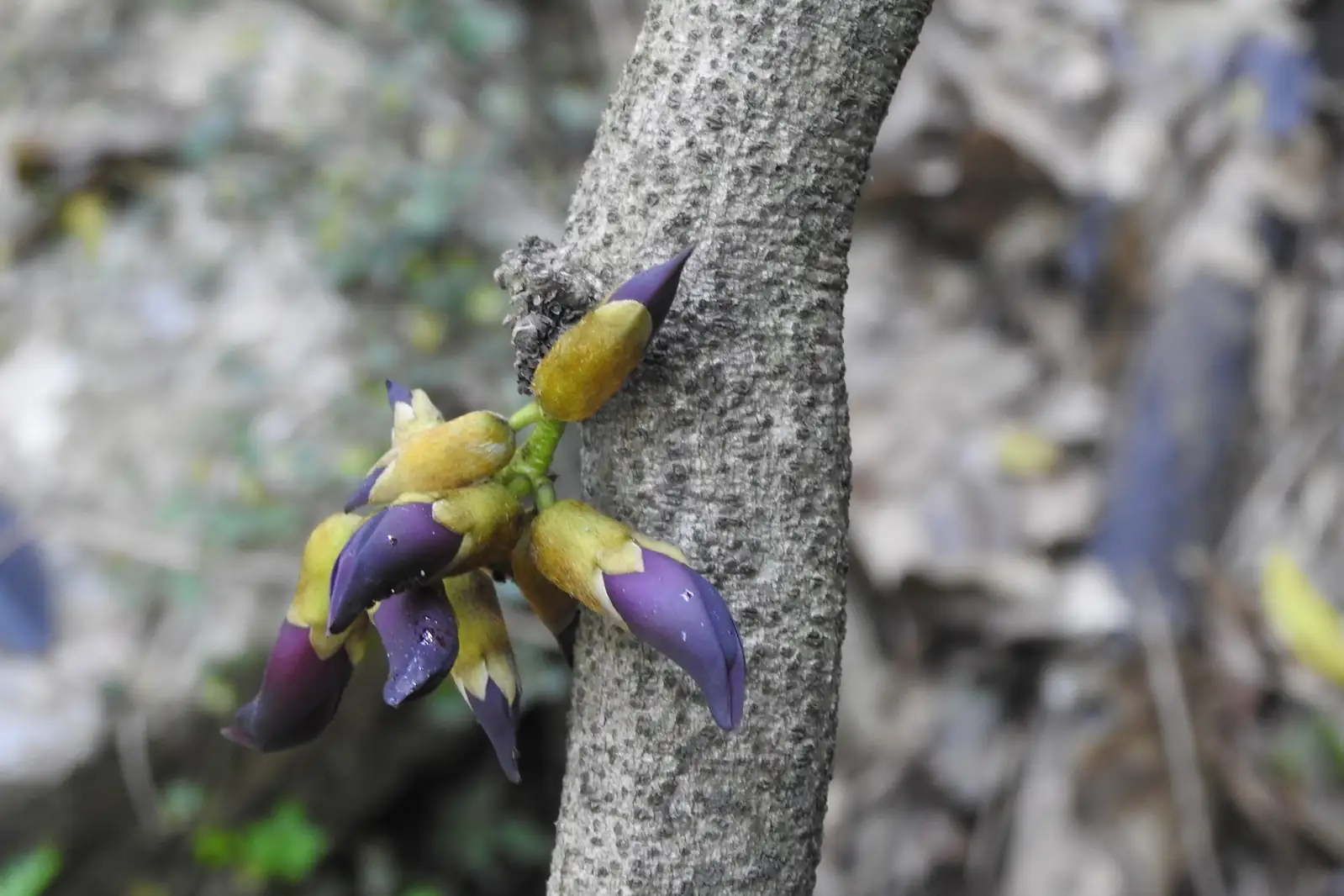 常春油麻藤 (Mucuna sempervirens) — 更多视角