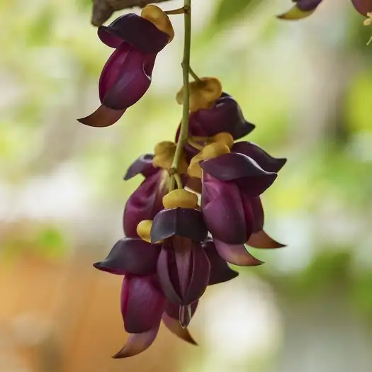 常春油麻藤 (Mucuna sempervirens) — 主图