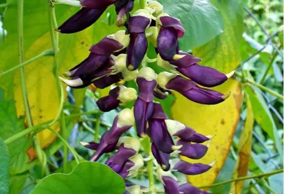 常春油麻藤 (Mucuna sempervirens) — 细节