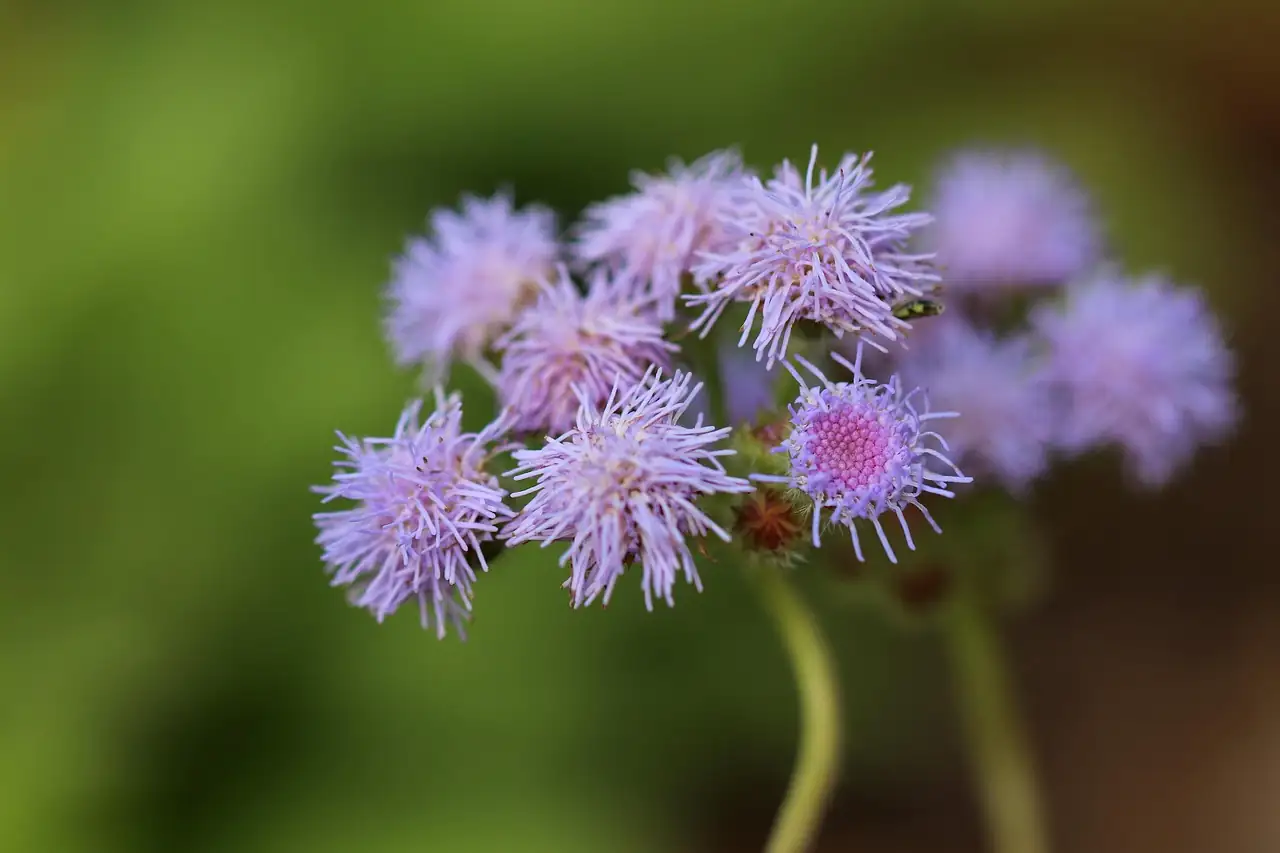 蓍香菊