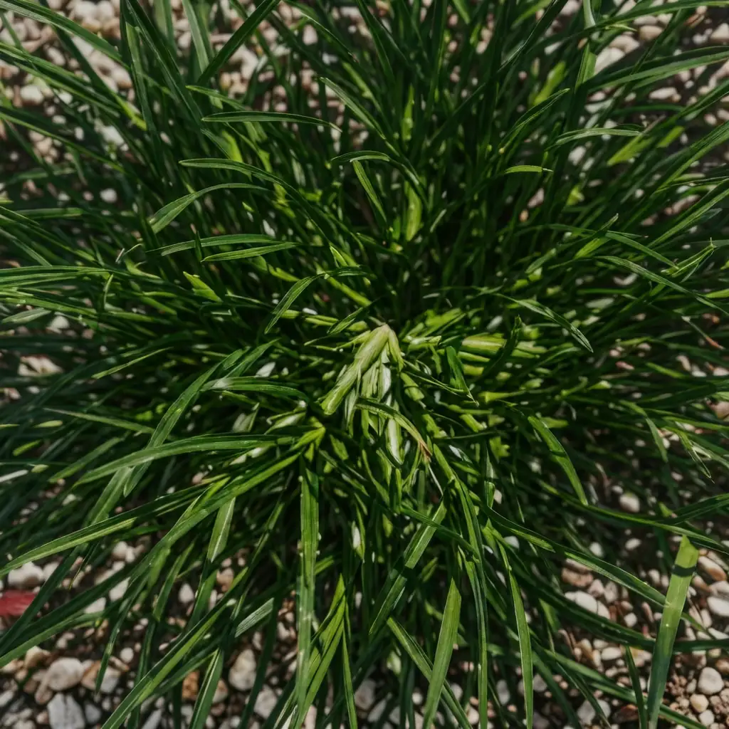 牛筋草