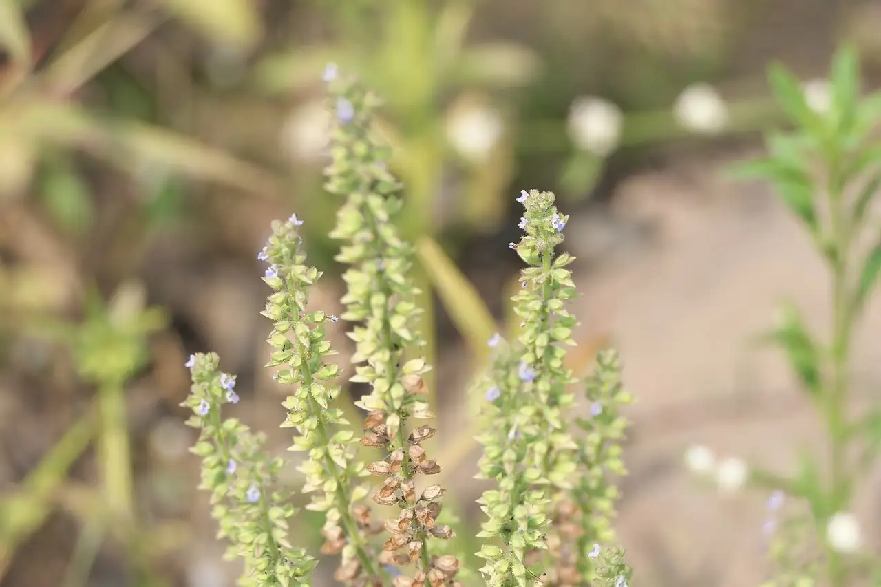 Asian Sage (Salvia plebeia) — close-up
