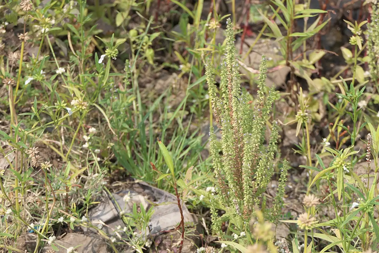 Asian Sage (Salvia plebeia) — in setting