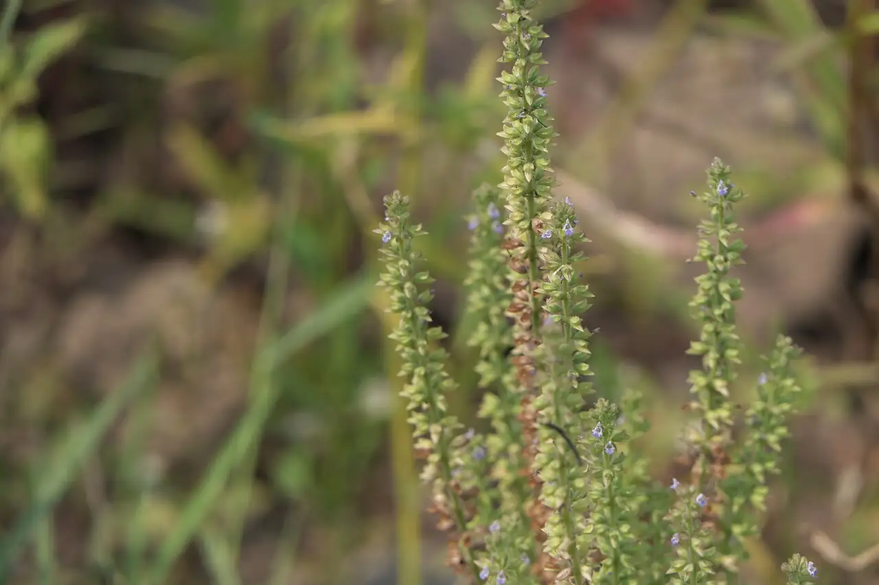 Asian Sage (Salvia plebeia) — additional view