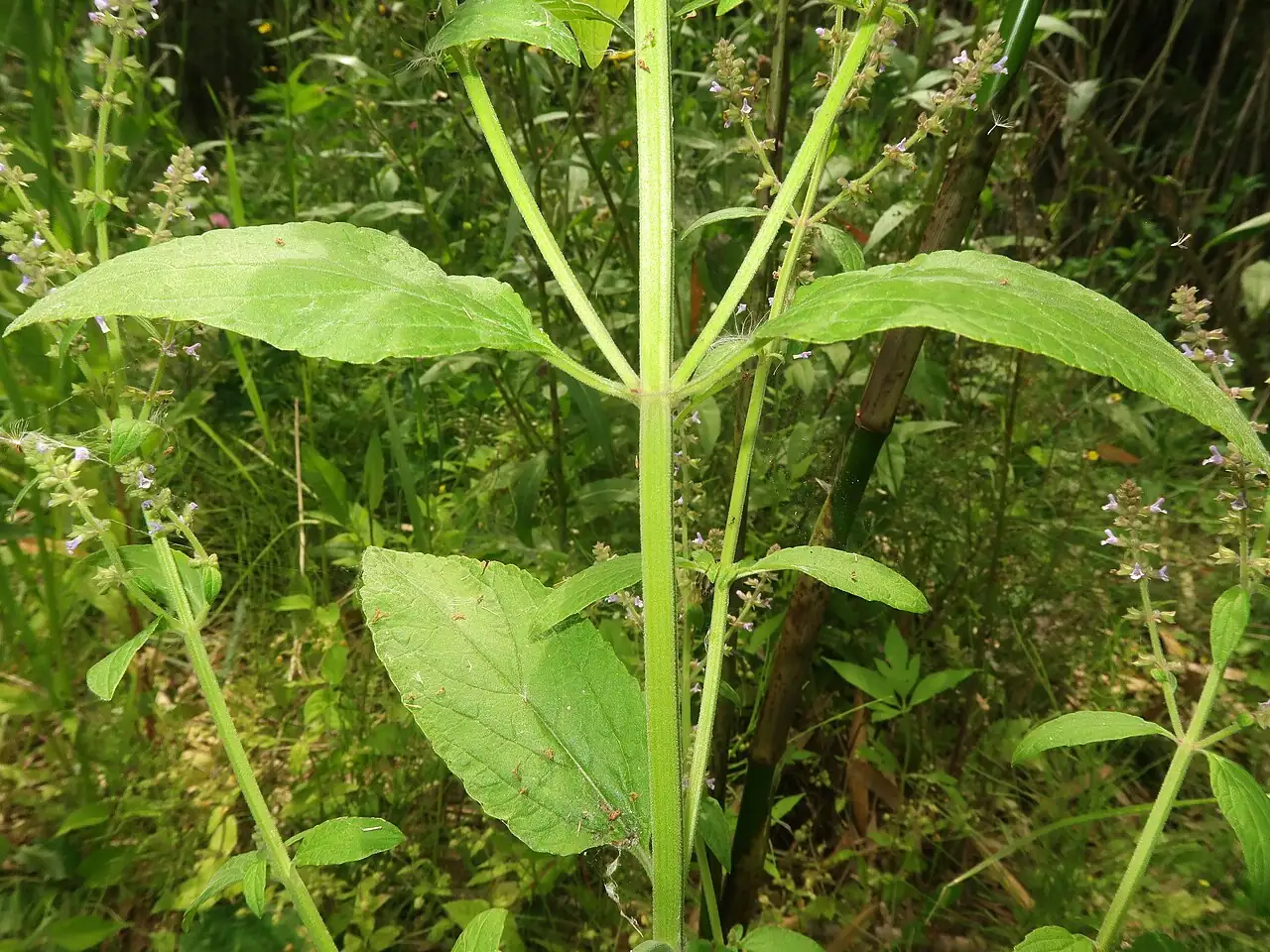 Asian Sage (Salvia plebeia) — additional view