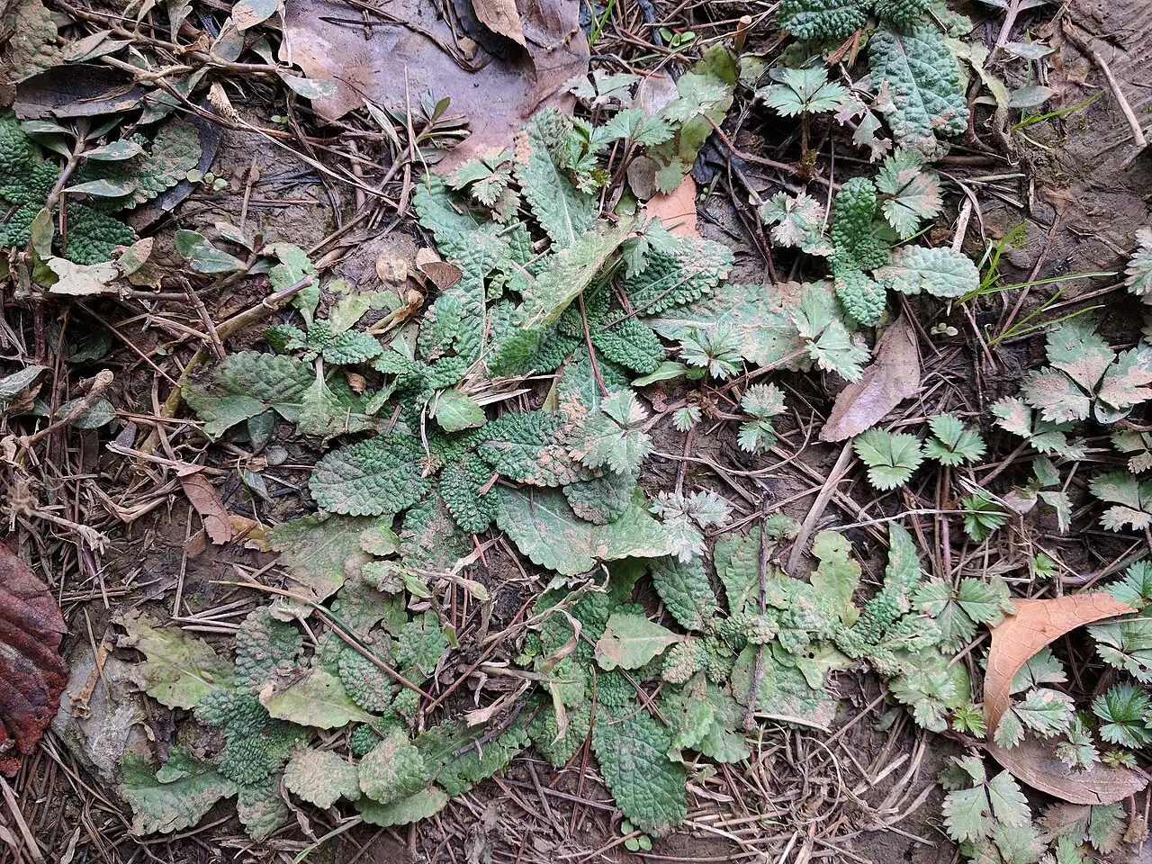 Asian Sage (Salvia plebeia) — additional view