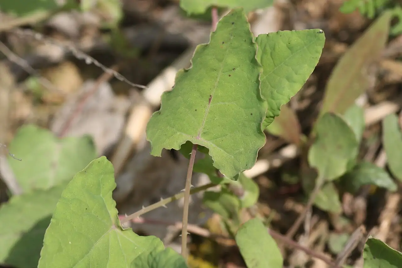 Mile-a-minute Weed (Persicaria perfoliata) — detail