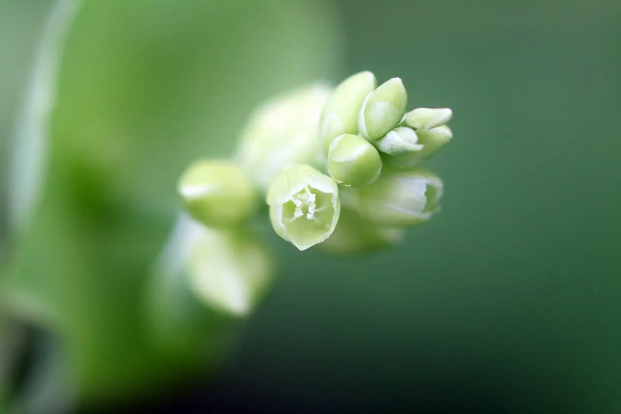 Mile-a-minute Weed (Persicaria perfoliata) — additional view