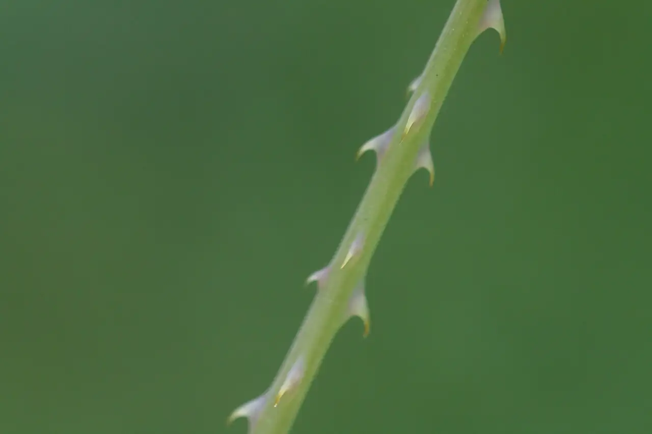 Mile-a-minute Weed (Persicaria perfoliata) — additional view