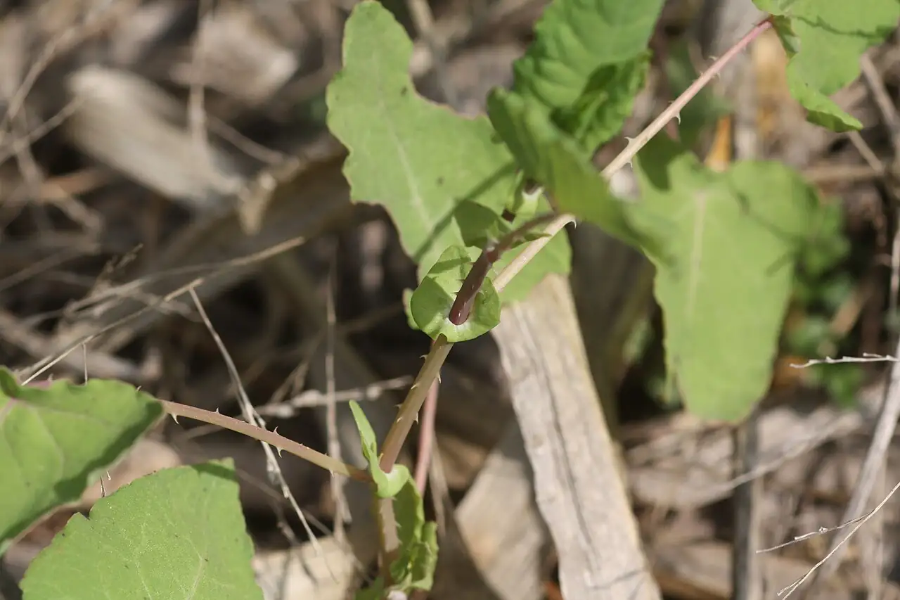 Mile-a-minute Weed (Persicaria perfoliata) — close-up