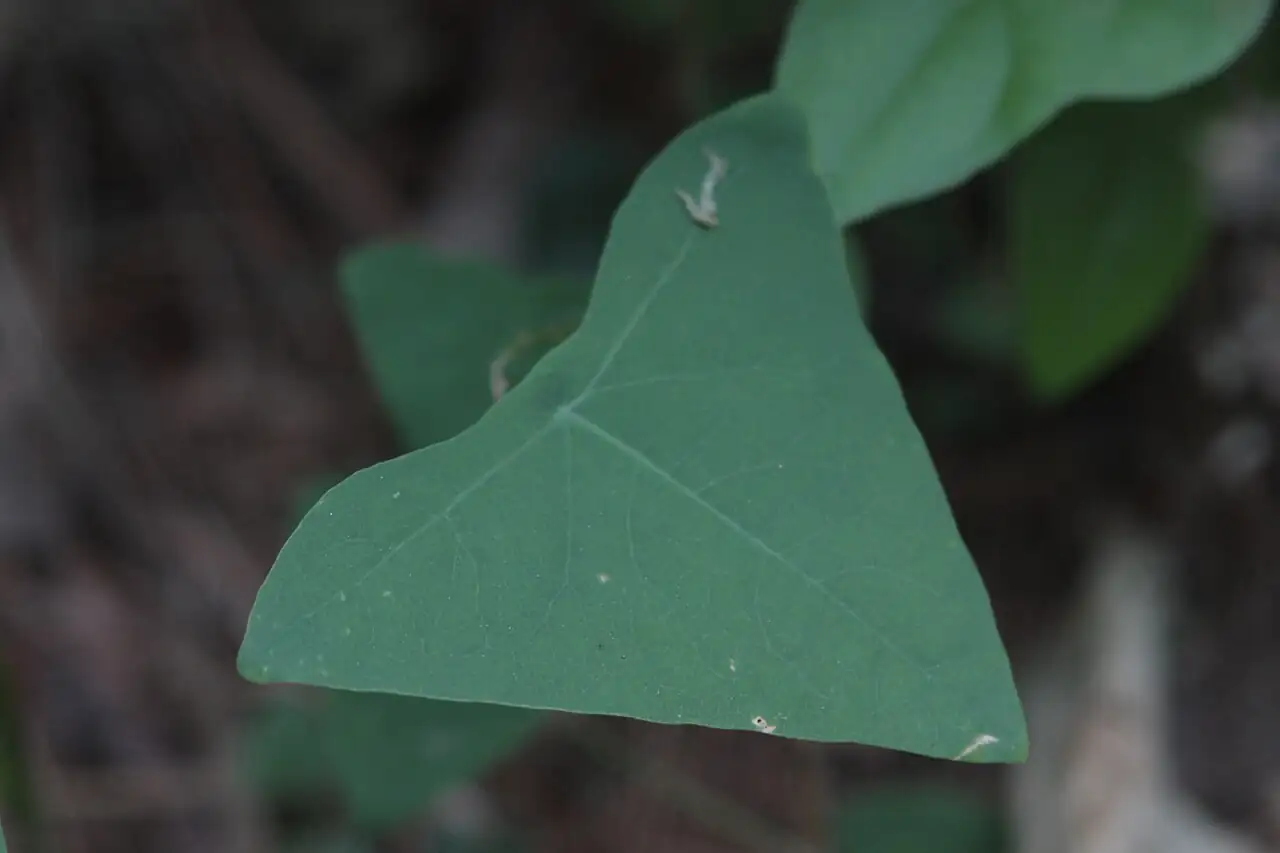 Mile-a-minute Weed (Persicaria perfoliata) — in setting