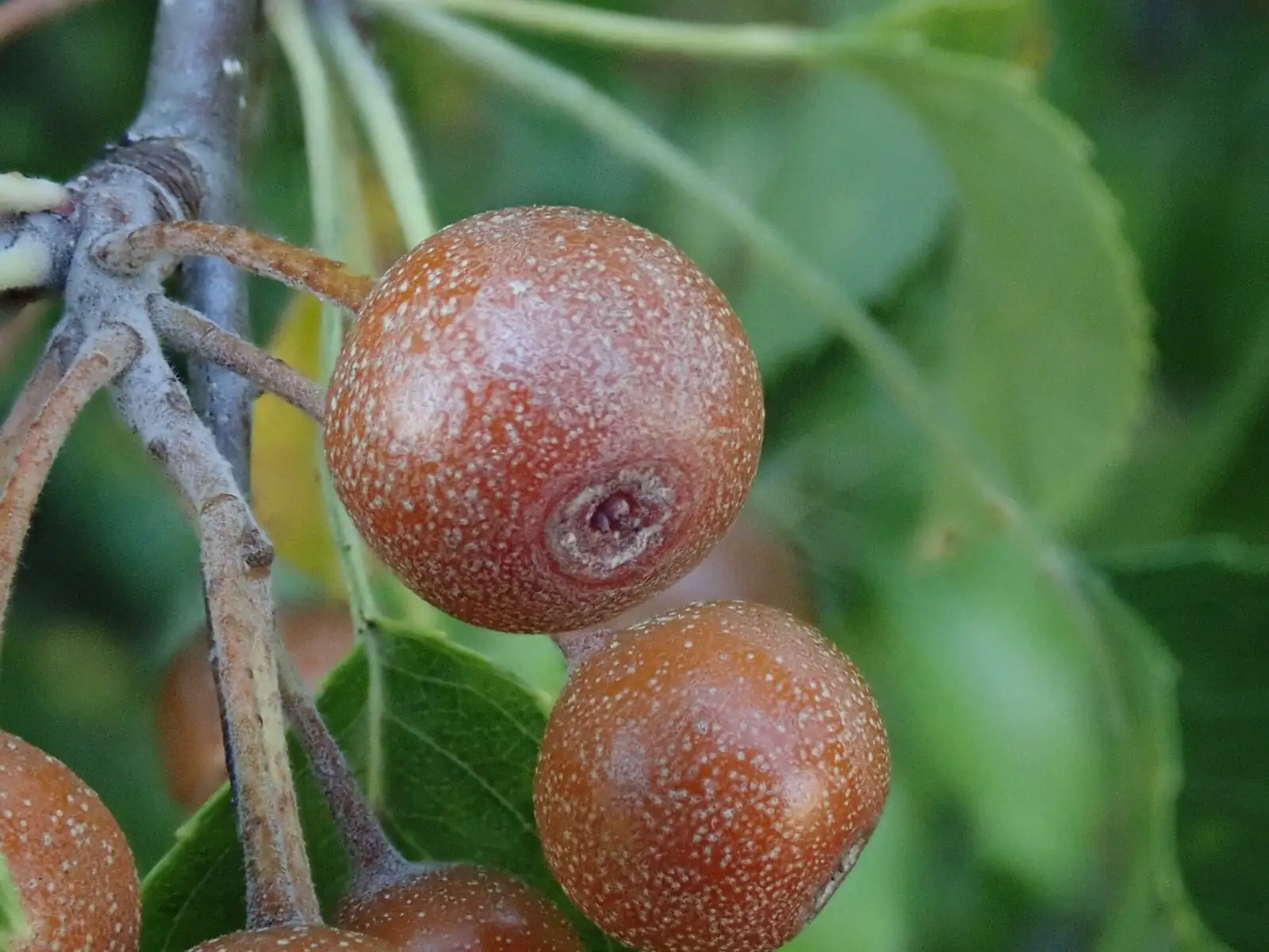 Birchleaf Pear (Pyrus betulifolia) — in setting