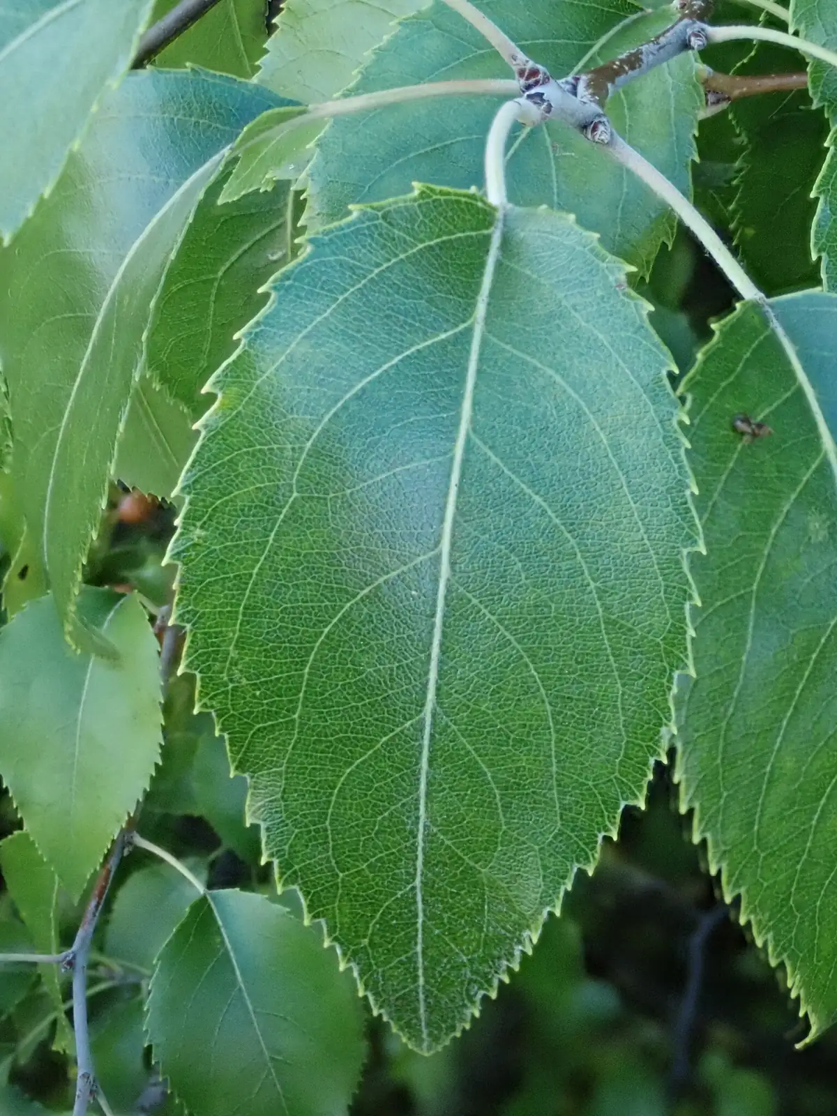 Birchleaf Pear (Pyrus betulifolia) — additional view