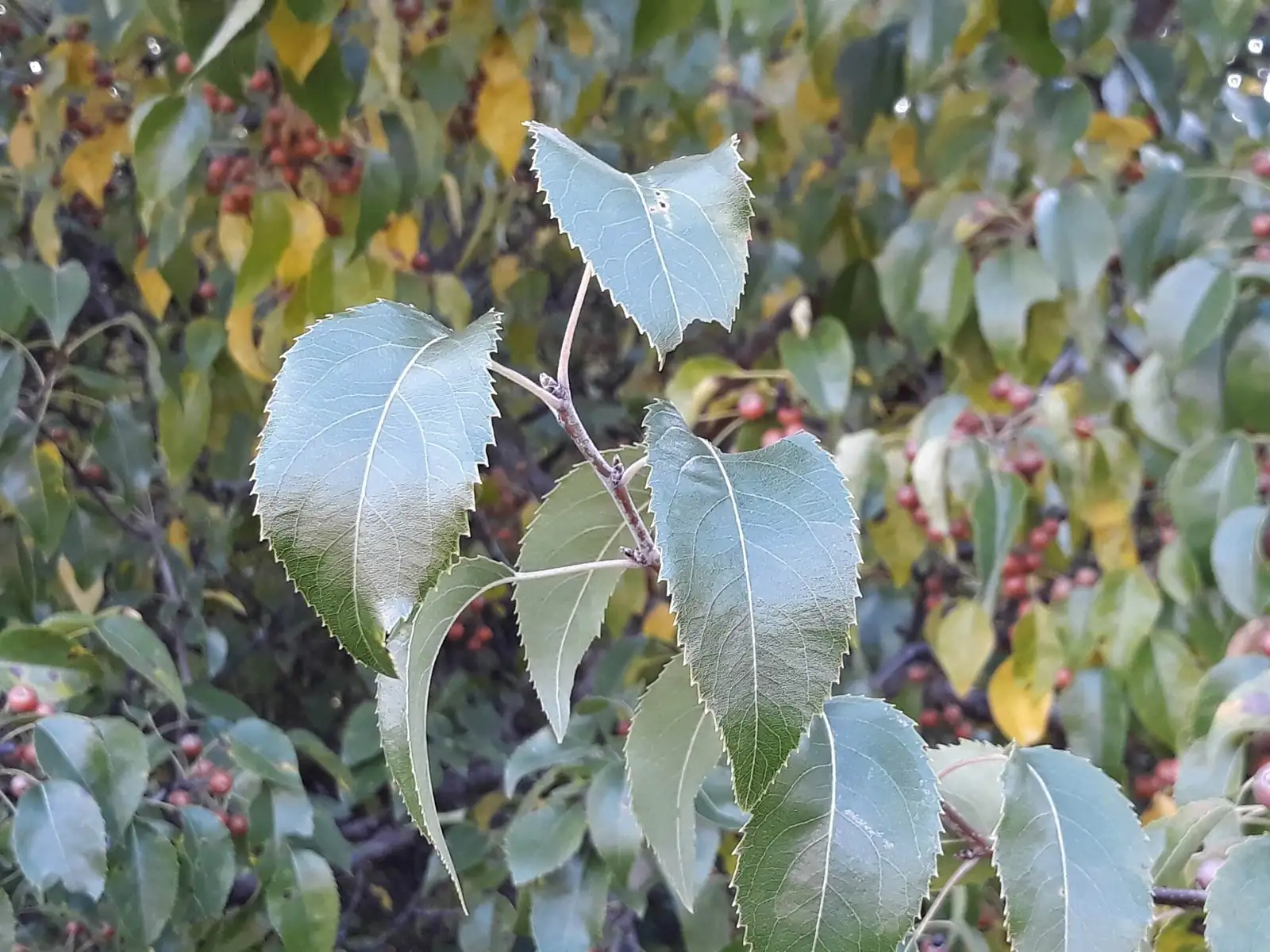 Birchleaf Pear (Pyrus betulifolia) — additional view