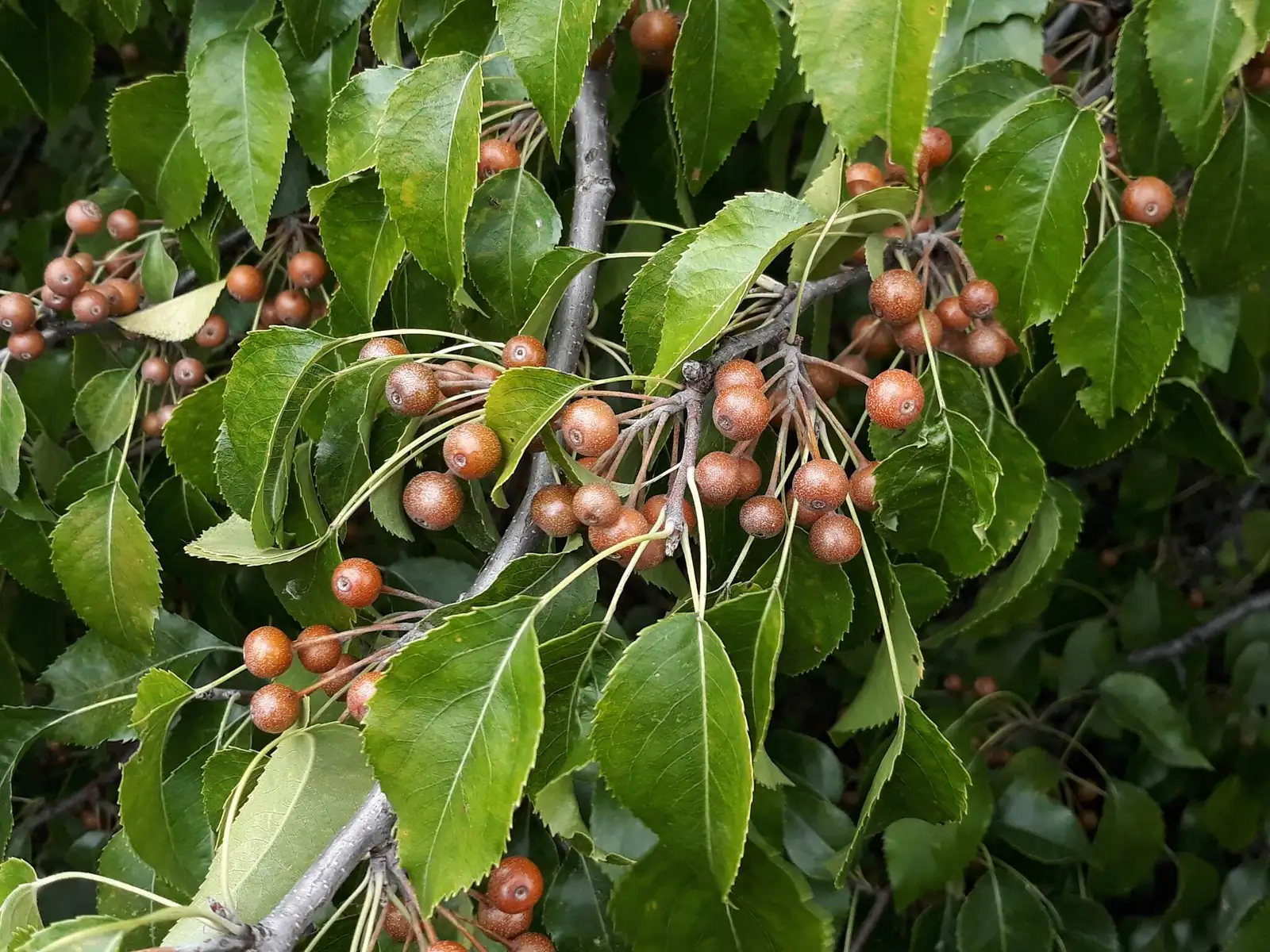 Birchleaf Pear (Pyrus betulifolia) — additional view