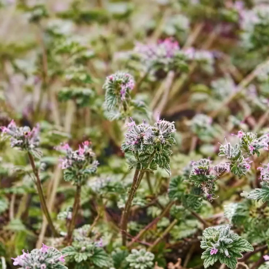 Henbit Dead-nettle (Lamium amplexicaule) — detail