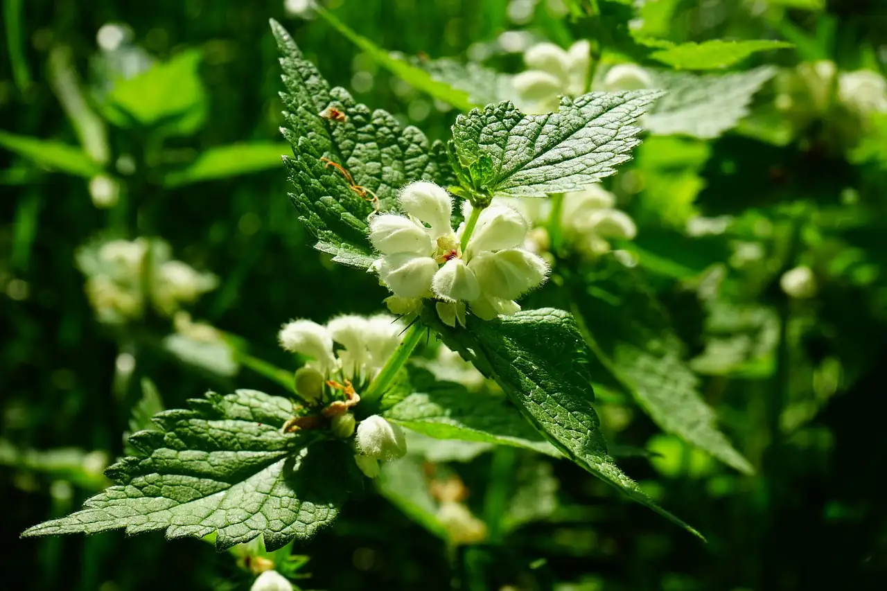 Henbit Dead-nettle (Lamium amplexicaule) — additional view