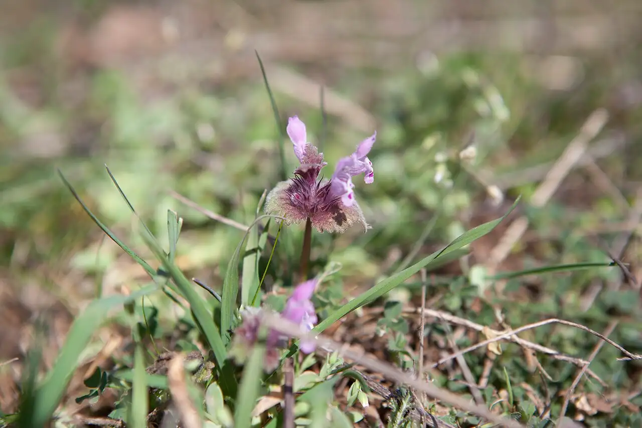 Henbit Dead-nettle (Lamium amplexicaule) — additional view