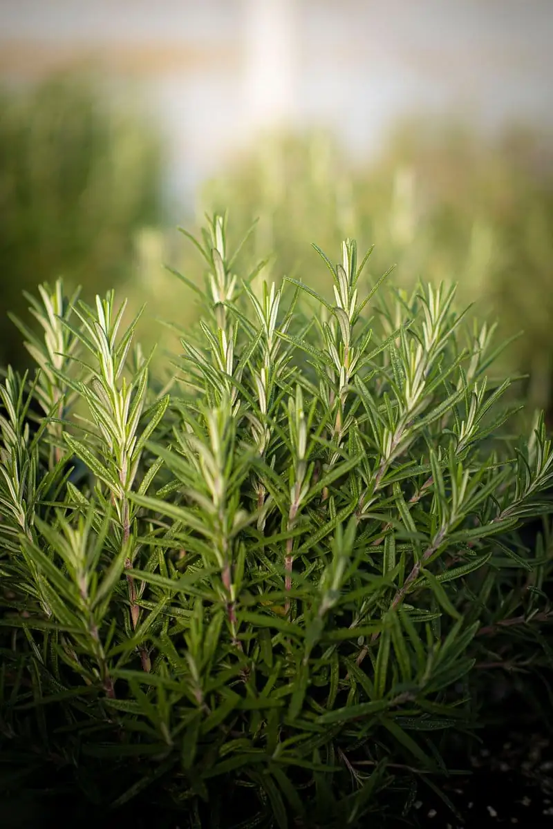 迷迭香 (Salvia rosmarinus (syn. Rosmarinus officinalis)) — 环境展示