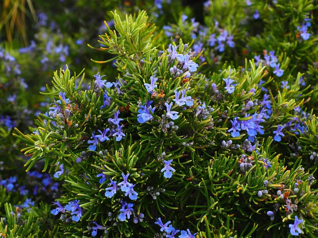 迷迭香 (Salvia rosmarinus (syn. Rosmarinus officinalis)) — 主图
