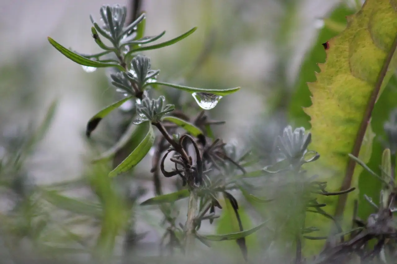 迷迭香 (Salvia rosmarinus (syn. Rosmarinus officinalis)) — 特写