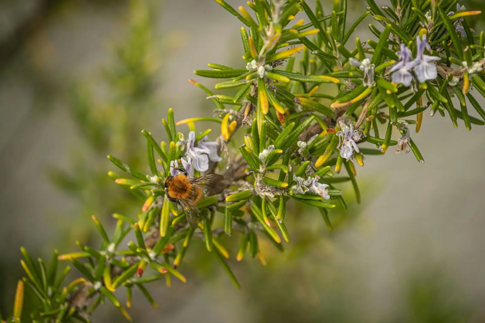 迷迭香 (Salvia rosmarinus (syn. Rosmarinus officinalis)) — 更多视角