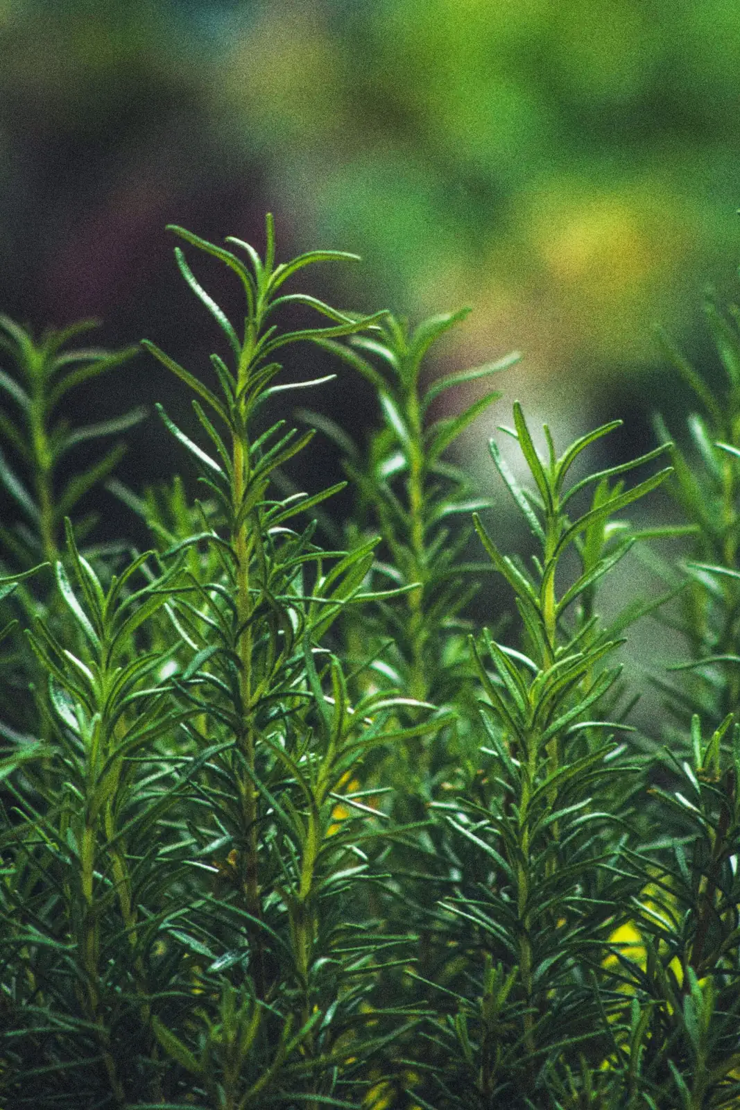 迷迭香 (Salvia rosmarinus (syn. Rosmarinus officinalis)) — 更多视角