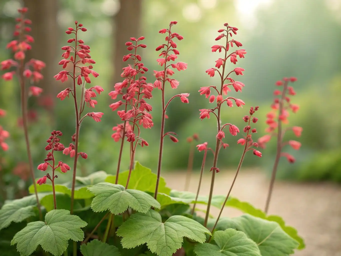 Coral Bells (Heuchera sanguinea Engelm.) — dettaglio