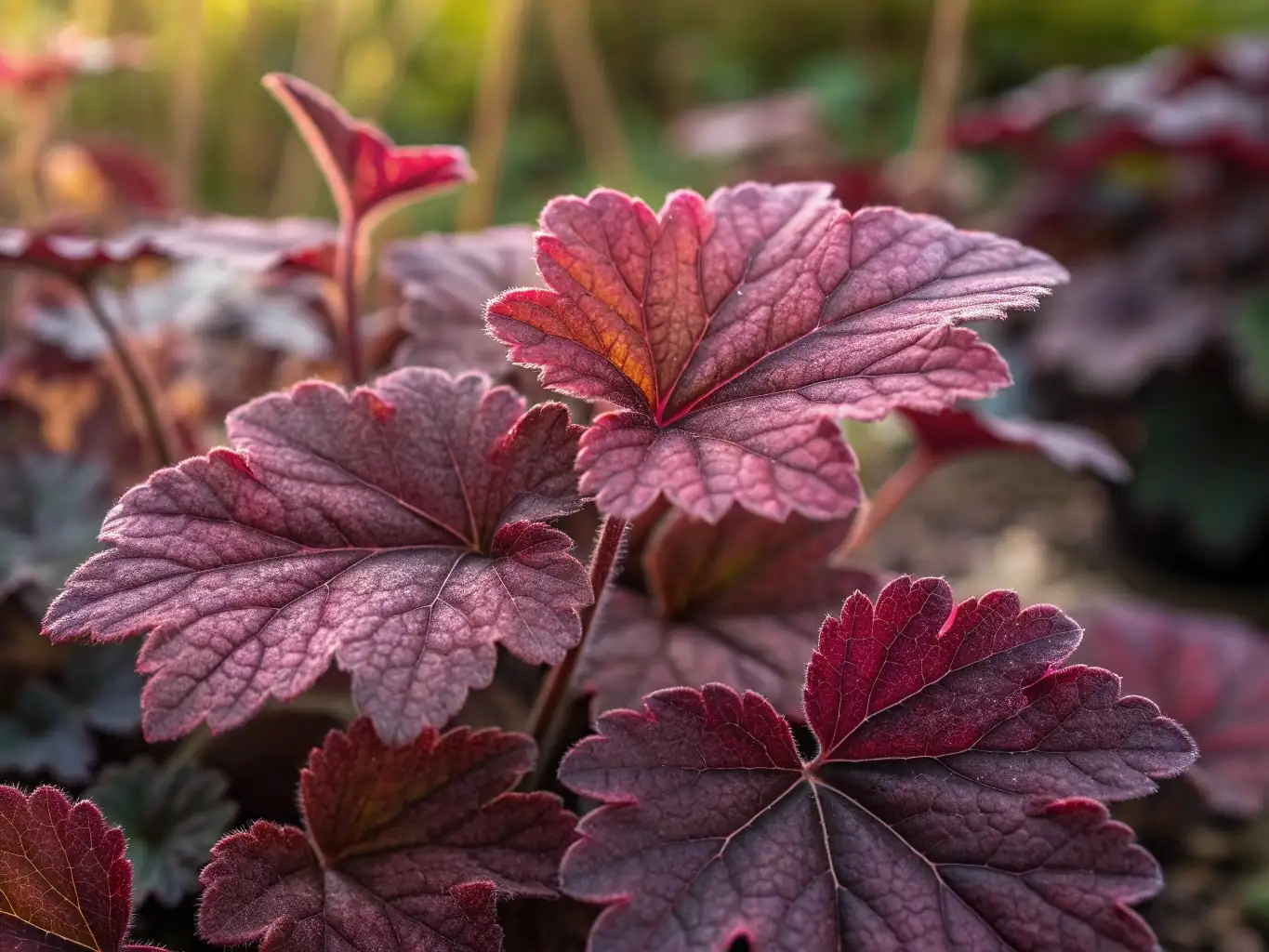 Coral Bells (Heuchera sanguinea Engelm.) — vista aggiuntiva