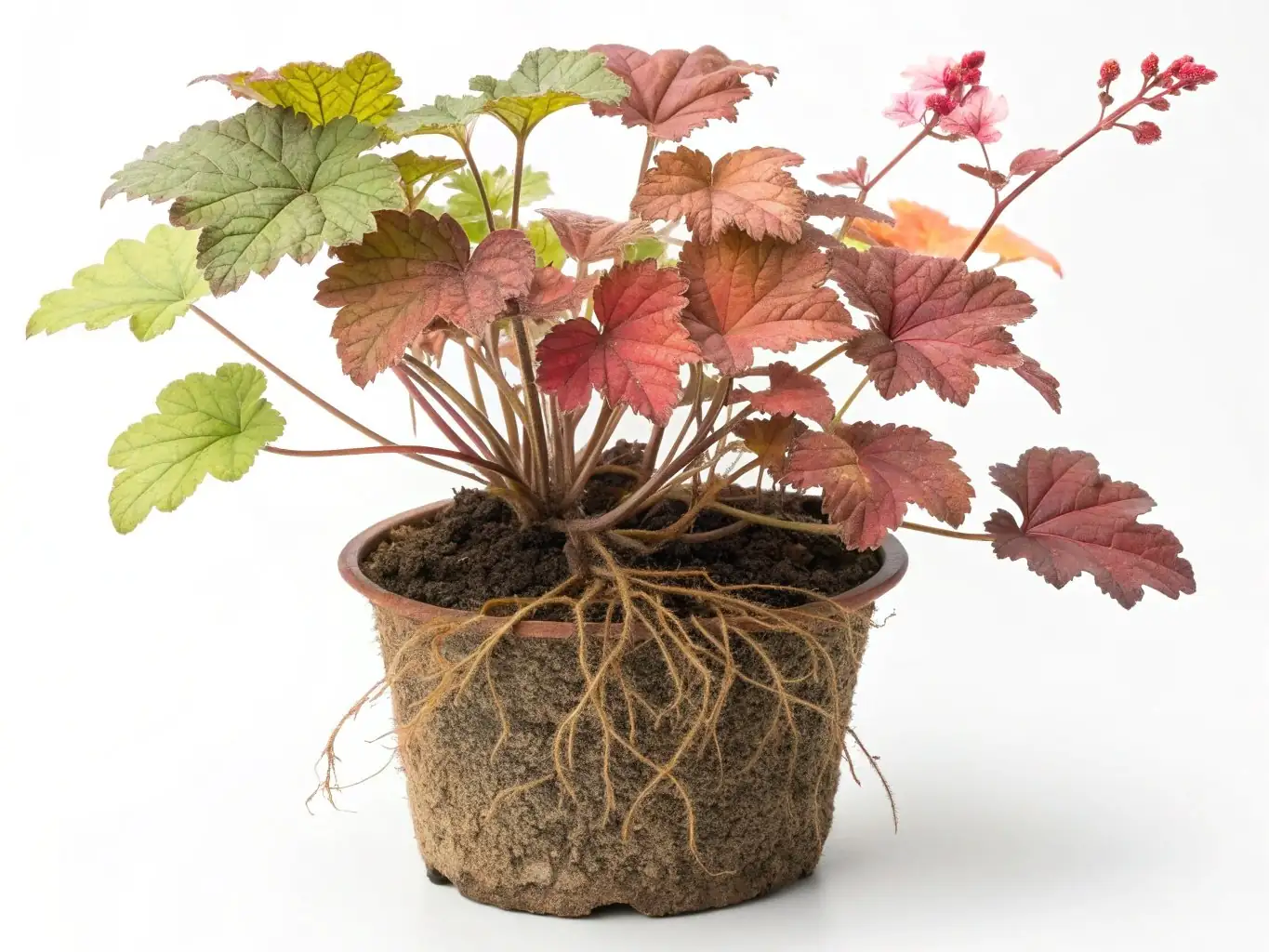 Coral Bells (Heuchera sanguinea Engelm.) — vista aggiuntiva