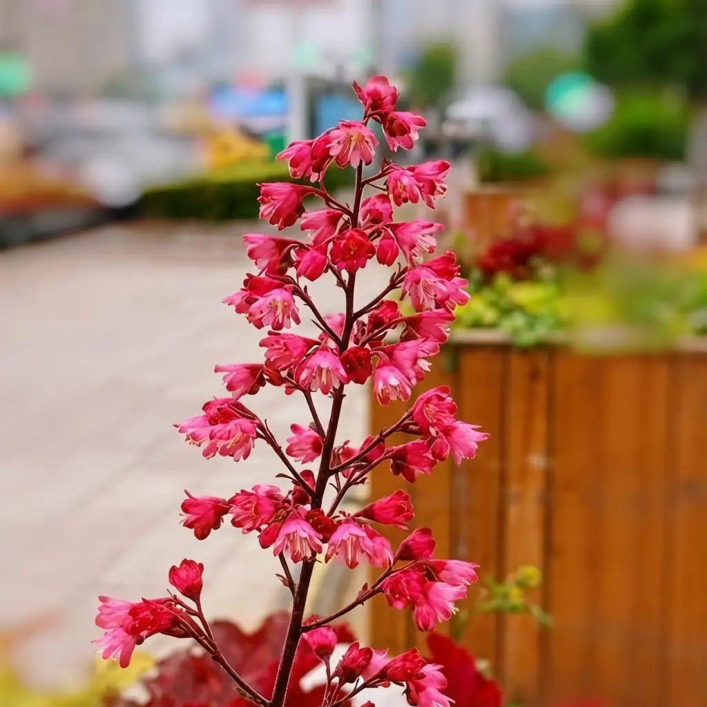 Coral Bells (Heuchera sanguinea Engelm.) — vista principale