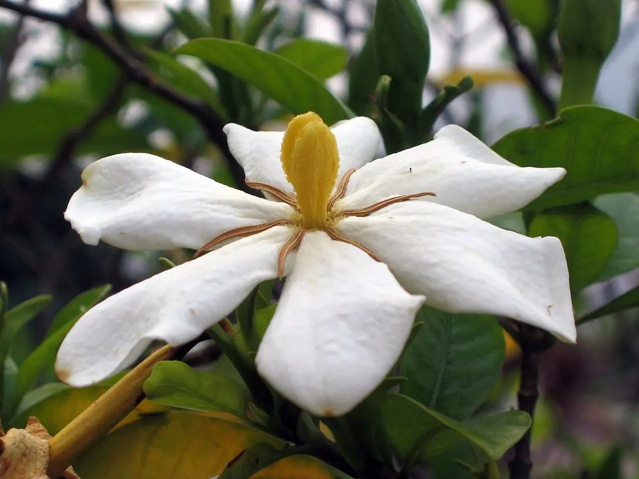 栀子花 (Gardenia jasminoides) — 细节