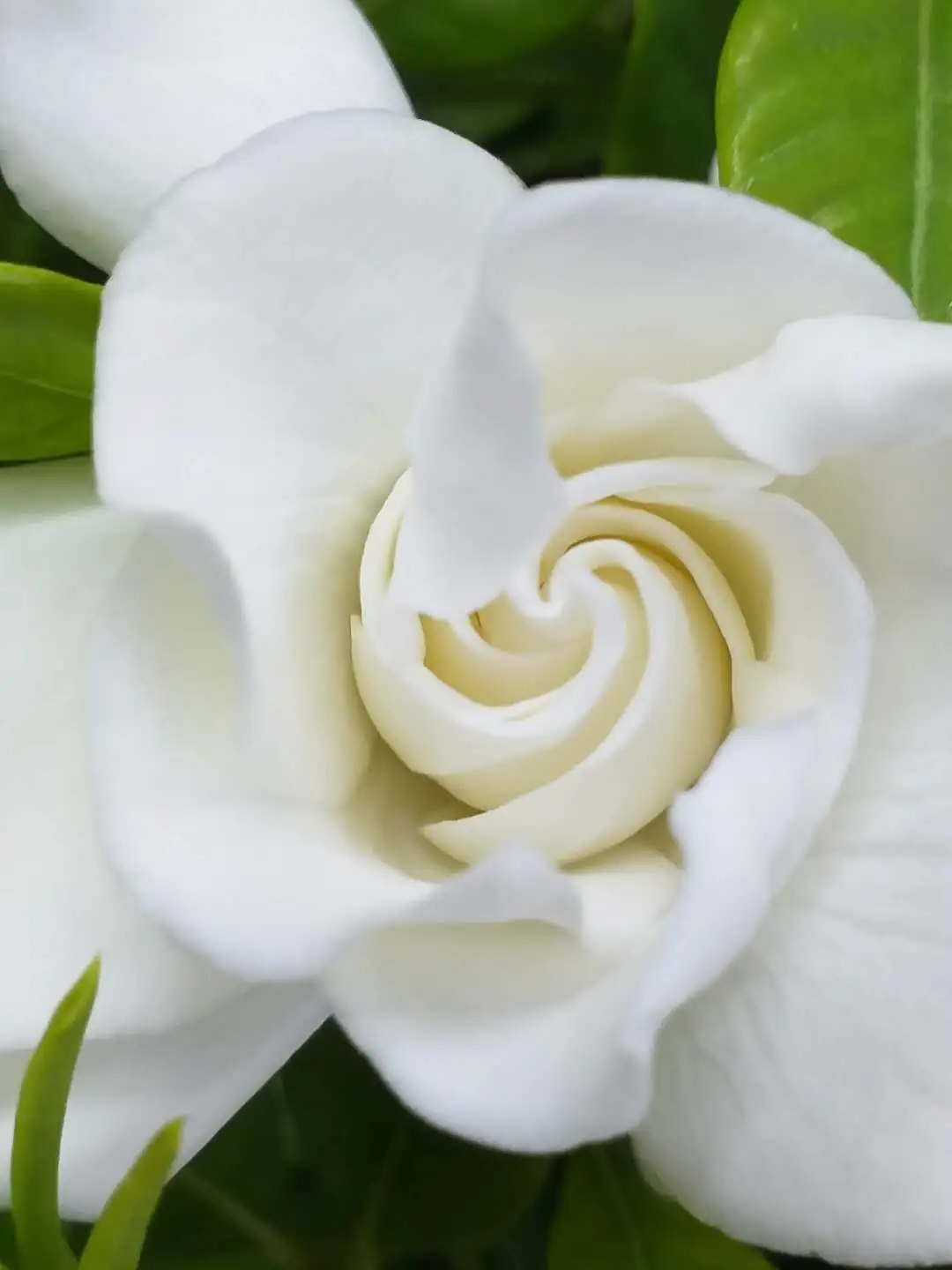 栀子花 (Gardenia jasminoides) — 环境展示