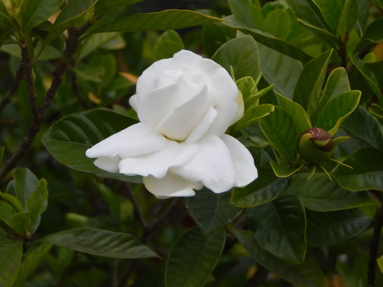栀子花 (Gardenia jasminoides) — 更多视角