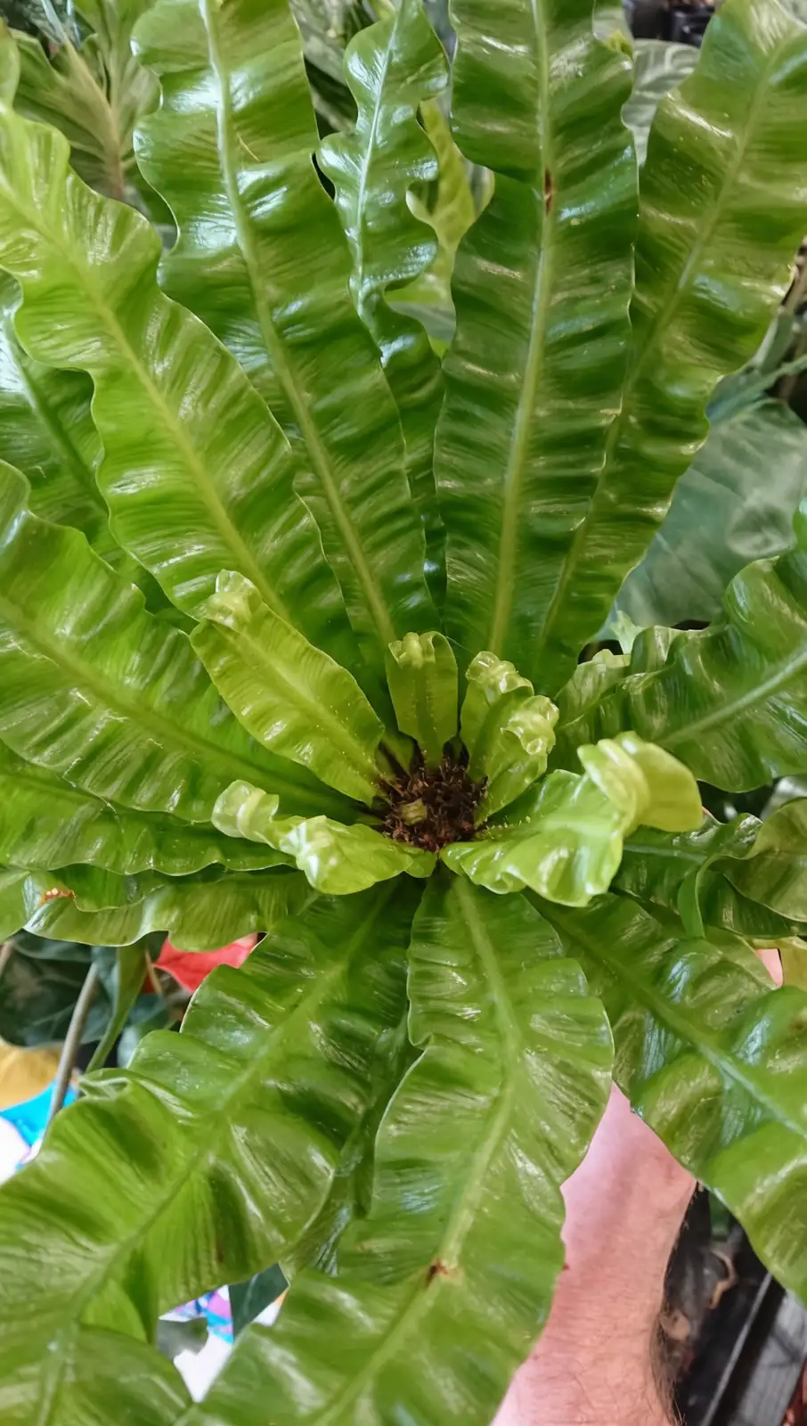 Mga frond ng Bird's Nest Fern