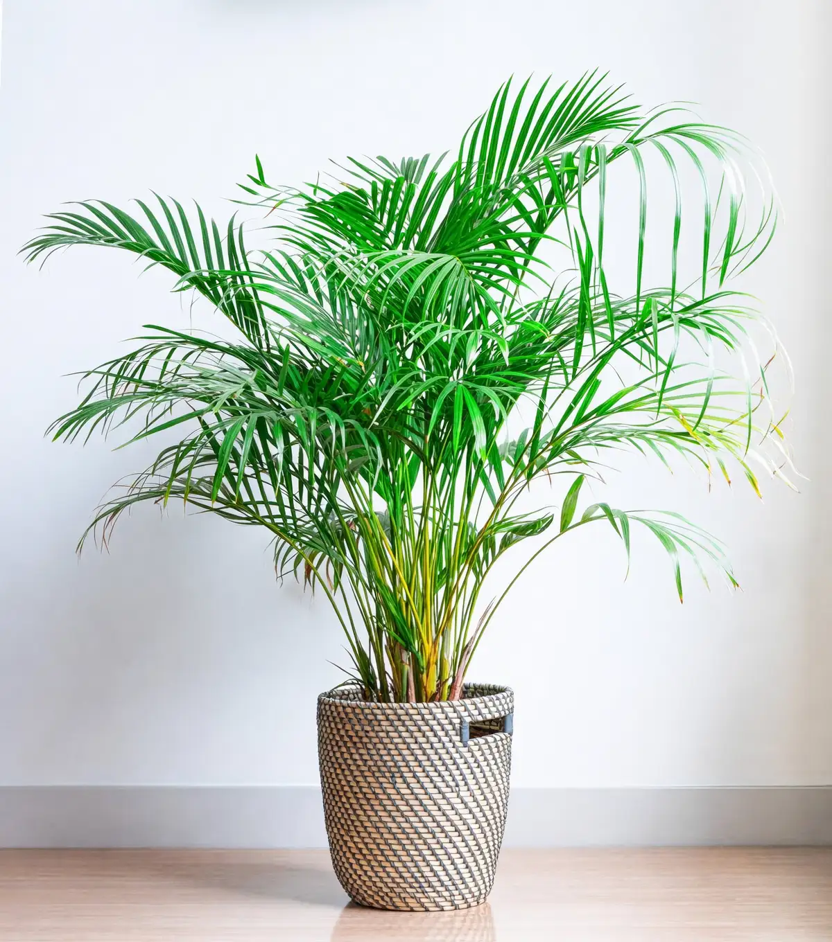 绿色伴侣：与散尾葵完美搭配的其他植物