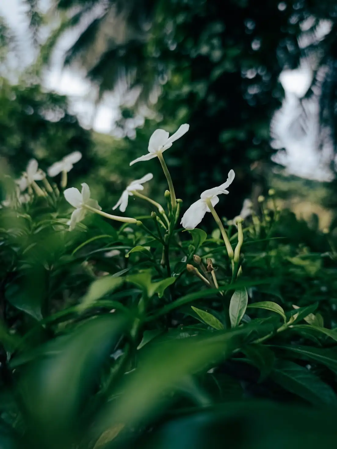 Jasmine plant spring growth